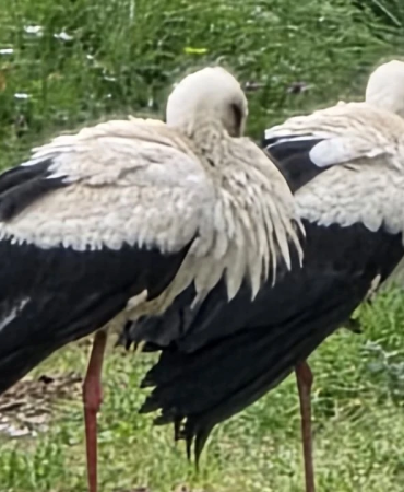 Leylekler Göç Yolunda Armutlu’da Mola Verdi: Yalova Semalarında Bahar Müjdesi
