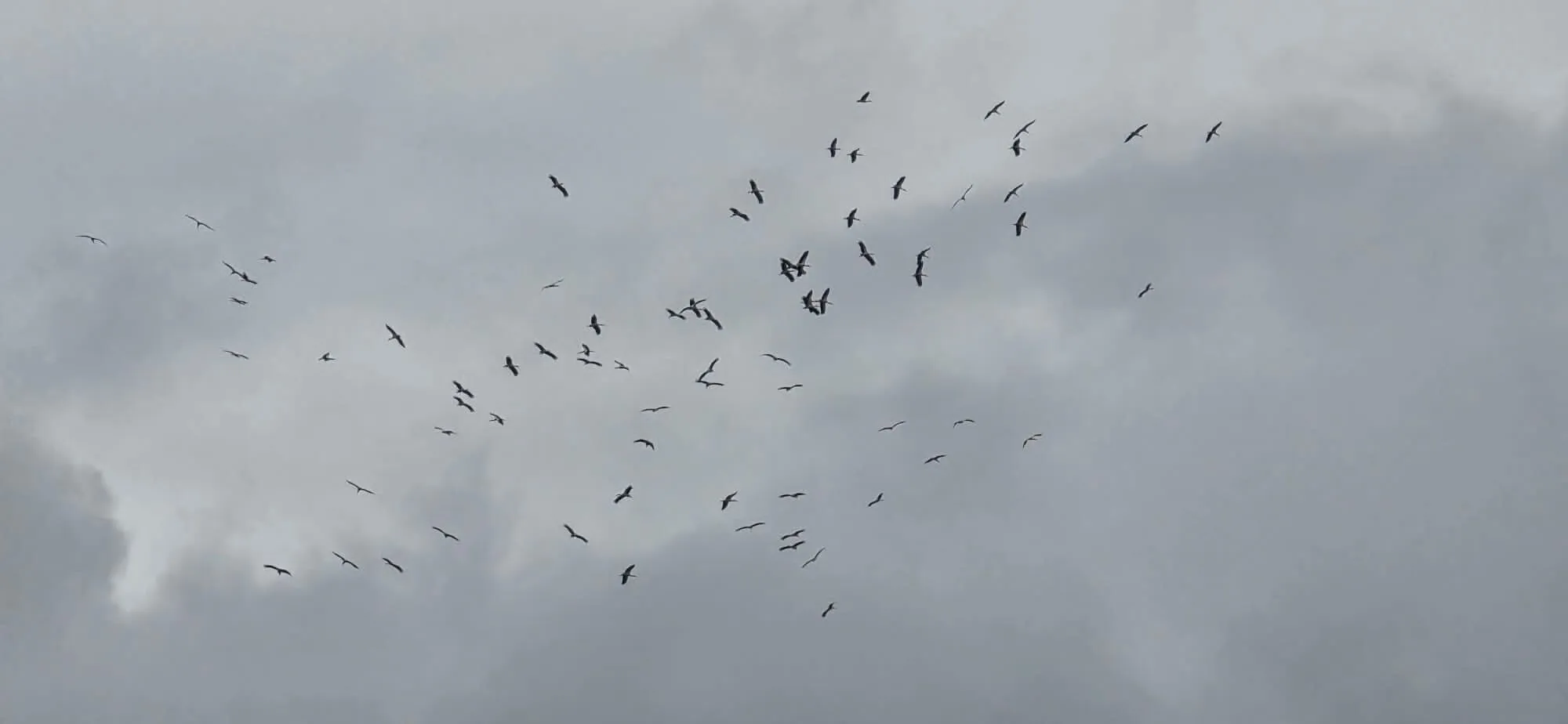 Leylekler Göç Yolunda Armutlu’da Mola Verdi: Yalova Semalarında Bahar Müjdesi