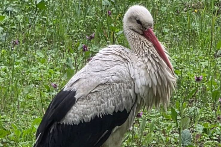 Leylekler Göç Yolunda Armutlu’da Mola Verdi: Yalova Semalarında Bahar Müjdesi