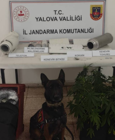 Yalova’da Evde Kenevir Yetiştiren Şüpheliye Jandarmadan Operasyon