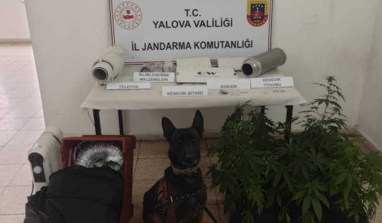 Yalova’da Evde Kenevir Yetiştiren Şüpheliye Jandarmadan Operasyon 1 Yalova’da Evde Kenevir Yetiştiren Şüpheliye Jandarmadan Operasyon