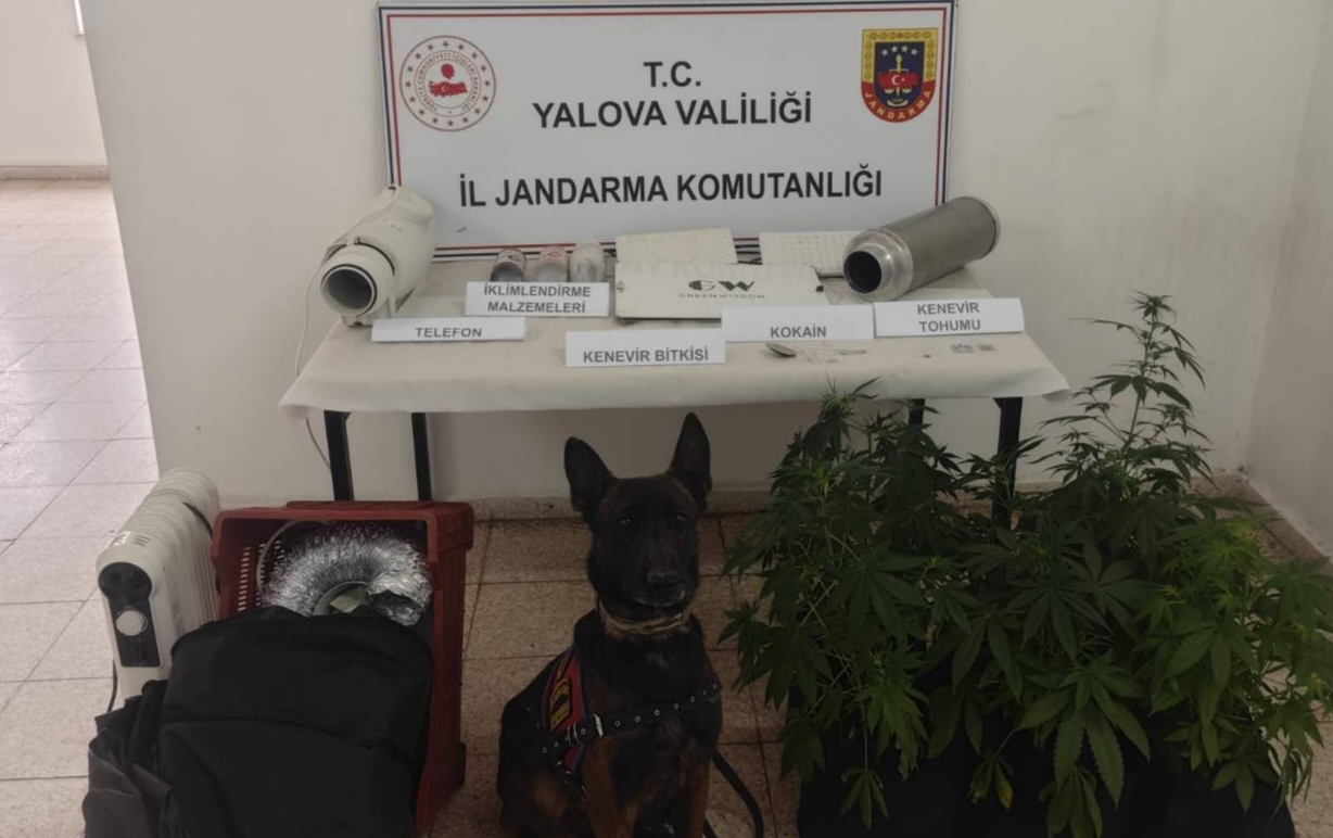 Yalova’da Evde Kenevir Yetiştiren Şüpheliye Jandarmadan Operasyon