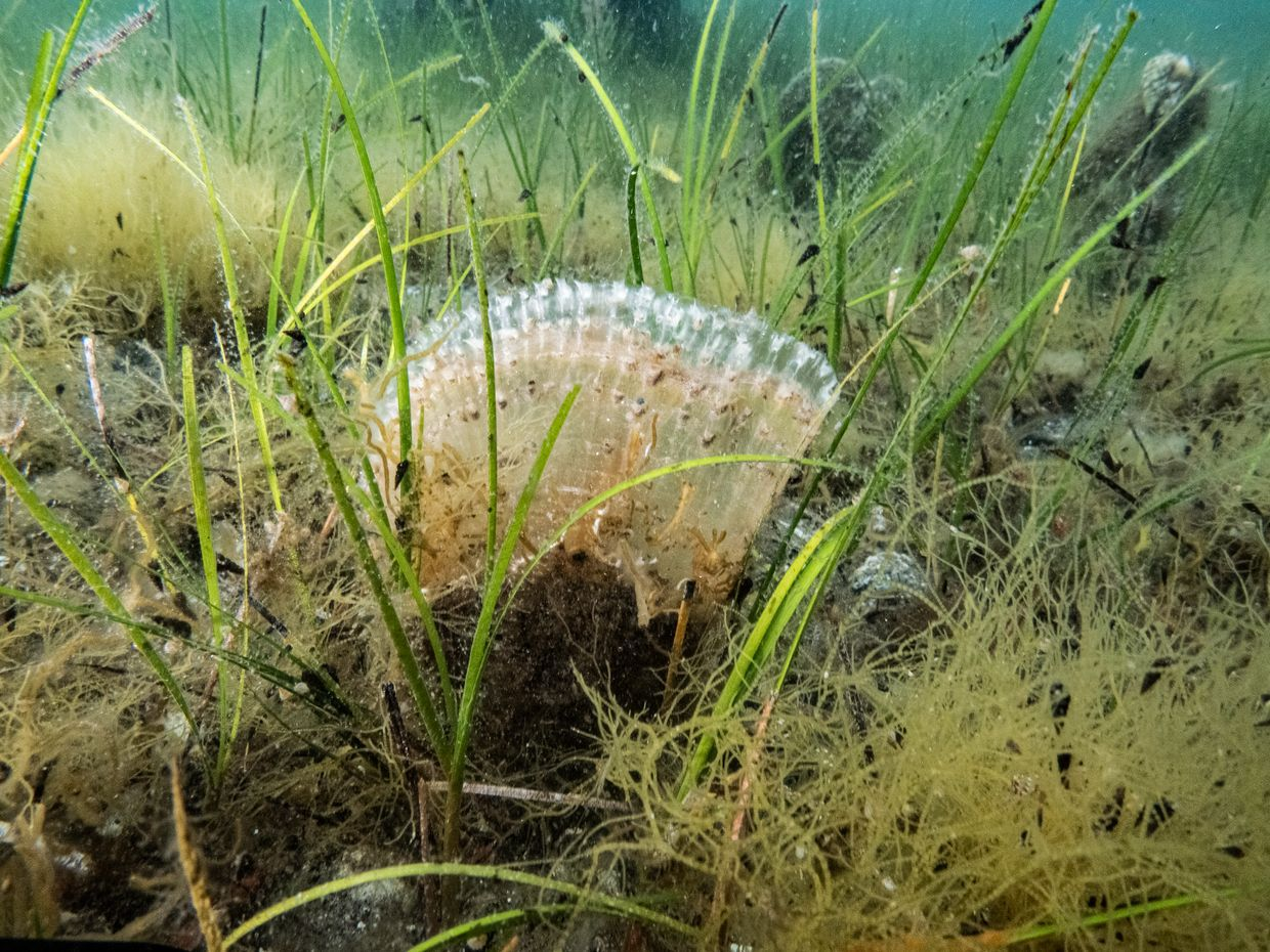 Marmara Denizi’nde Kaçak Av Aracına El Konuldu 5 Marmara Denizi’nde Kaçak Av Aracına El Konuldu