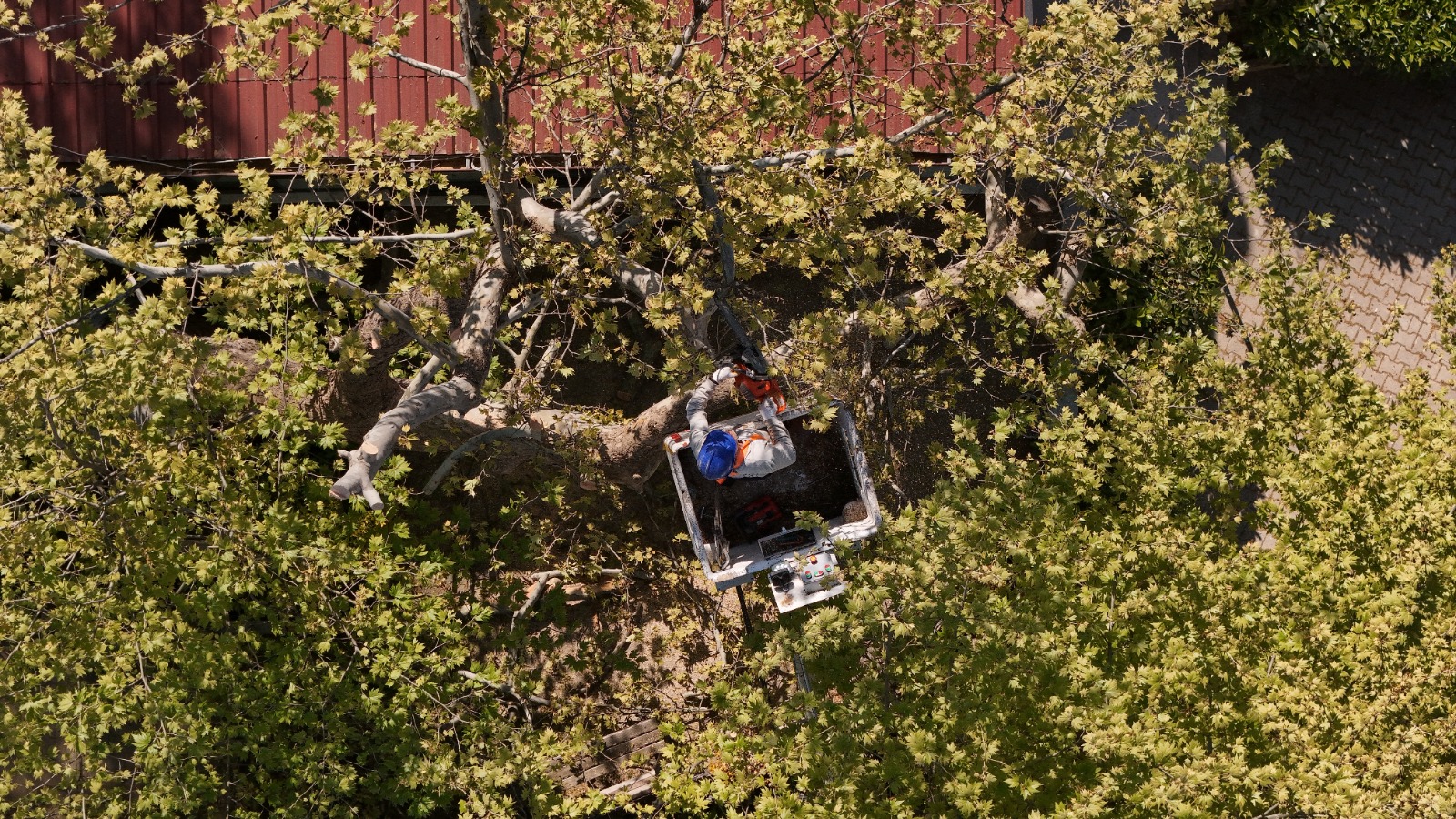 TARİHİ VE DOĞAL MİRAS GÜVENCE ALTINDA: ÇUKURKÖY VE GACIK’TA ANIT AĞAÇ BAKIMLARI TAMAMLANDI
