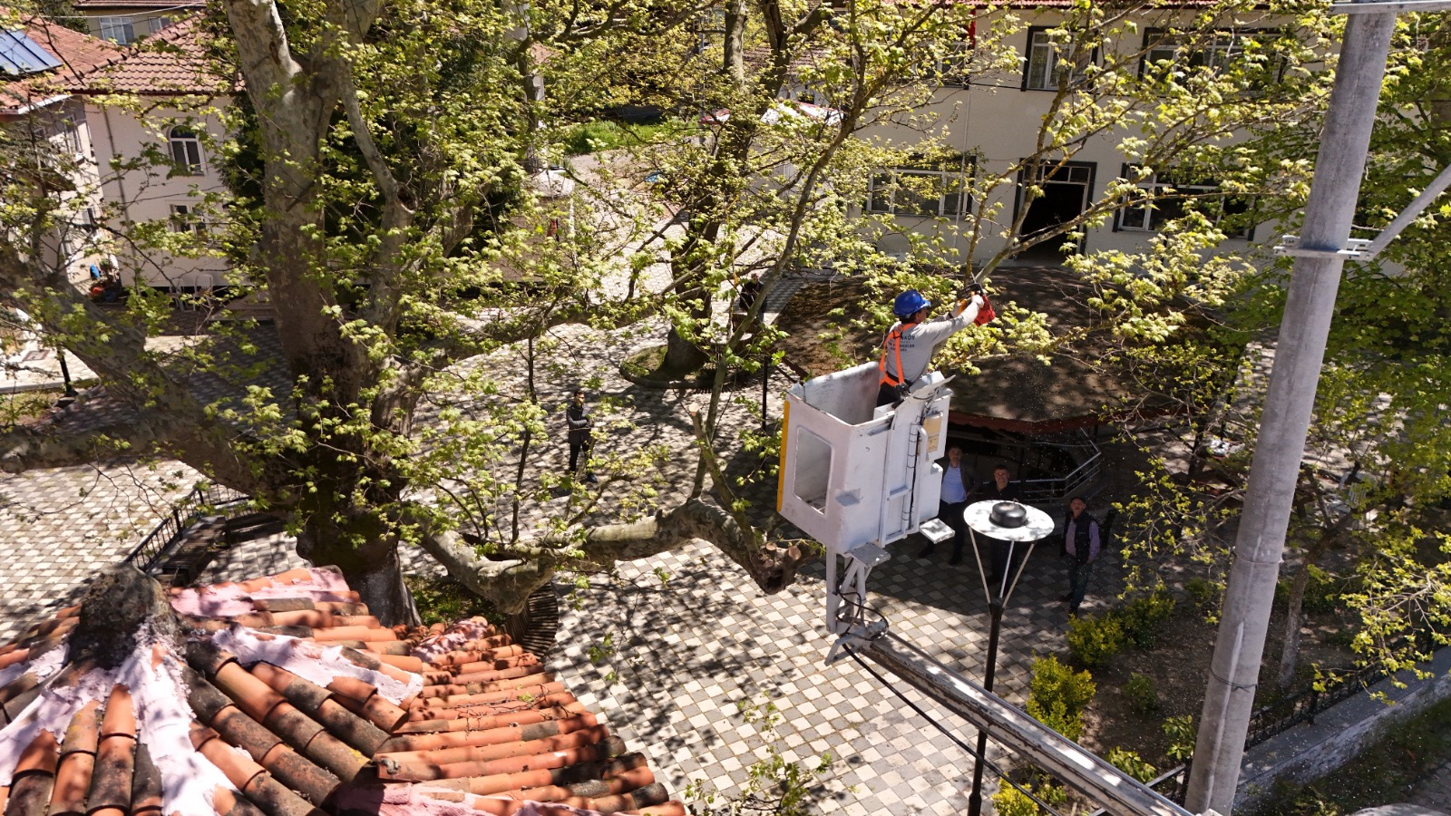 TARİHİ VE DOĞAL MİRAS GÜVENCE ALTINDA: ÇUKURKÖY VE GACIK’TA ANIT AĞAÇ BAKIMLARI TAMAMLANDI