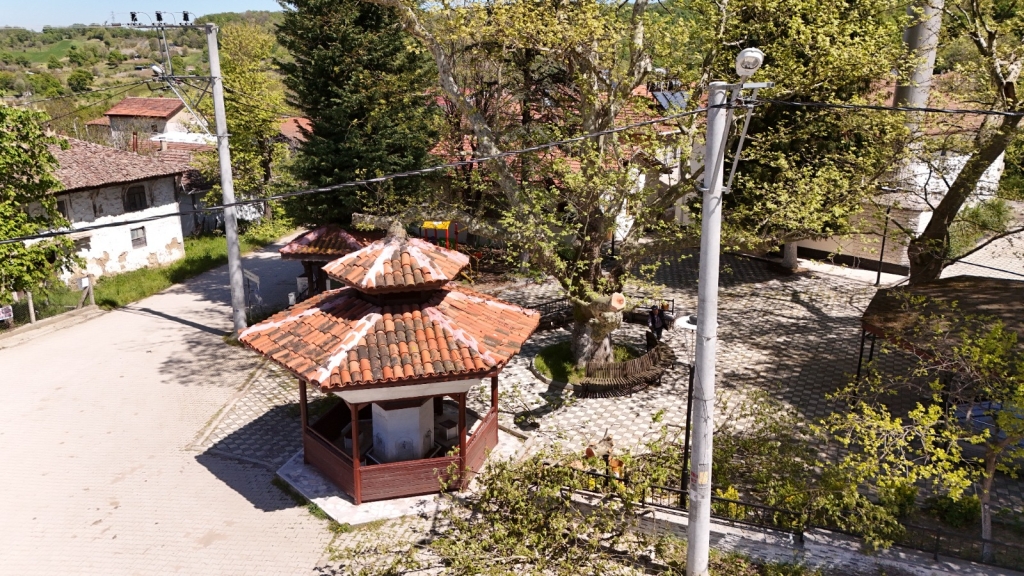 TARİHİ VE DOĞAL MİRAS GÜVENCE ALTINDA: ÇUKURKÖY VE GACIK’TA ANIT AĞAÇ BAKIMLARI TAMAMLANDI