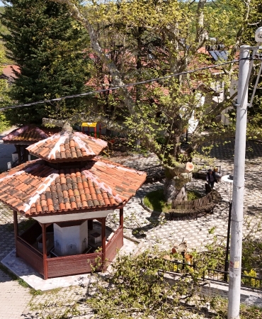 TARİHİ VE DOĞAL MİRAS GÜVENCE ALTINDA: ÇUKURKÖY VE GACIK’TA ANIT AĞAÇ BAKIMLARI TAMAMLANDI