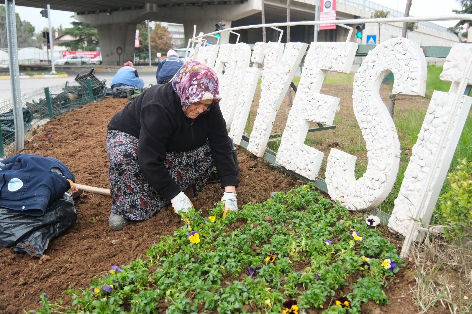 ATATÜRK CADDESİ GİRİŞİ 1000 MENEKŞEYLE RENKLENDİ