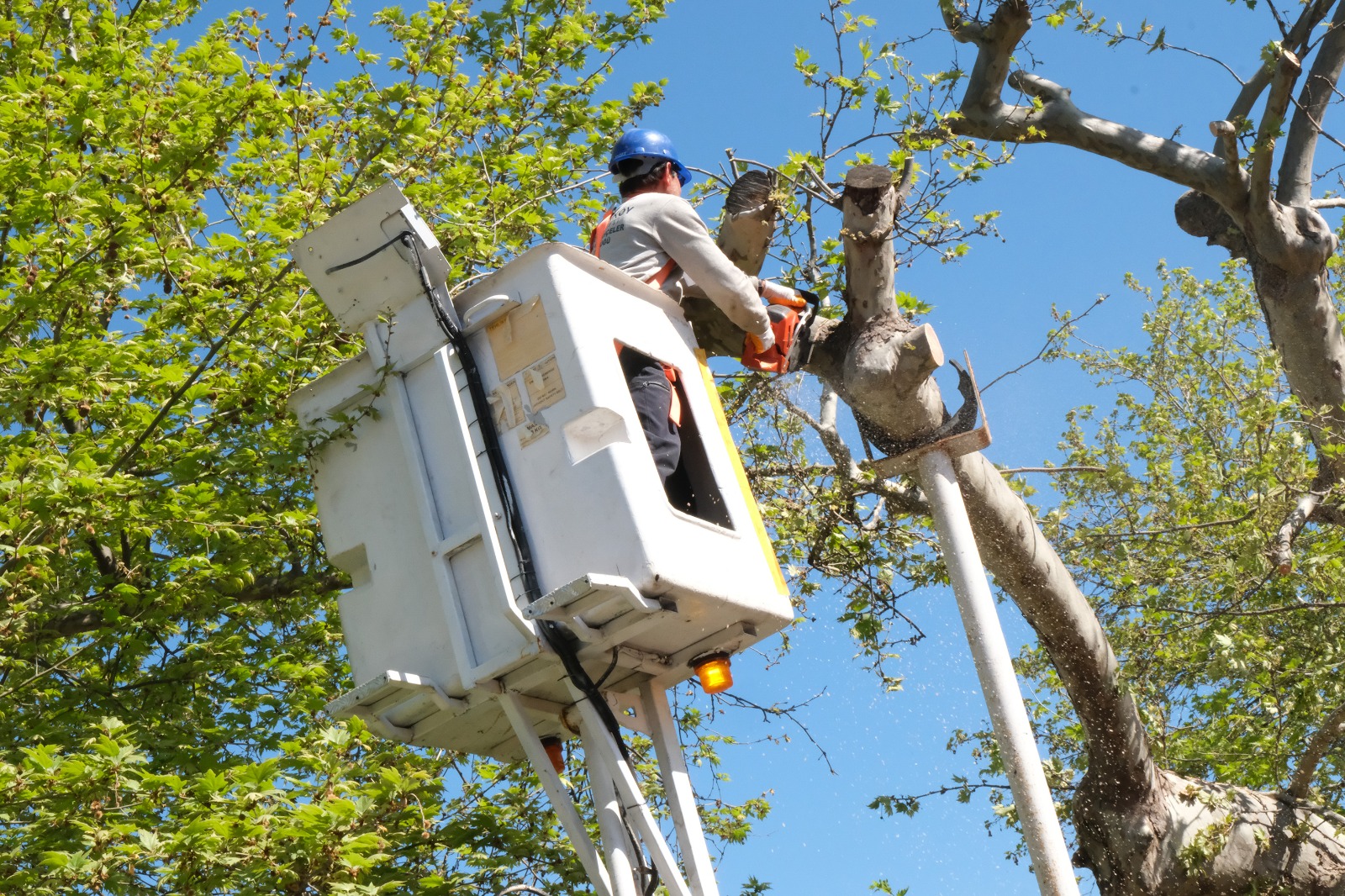 ÇİFTLİKKÖY’DE ANIT AĞAÇLARA ÖZEL BUDAMA