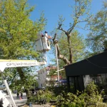 ÇİFTLİKKÖY’DE ANIT AĞAÇLARA ÖZEL BUDAMA