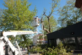 ÇİFTLİKKÖY’DE ANIT AĞAÇLARA ÖZEL BUDAMA