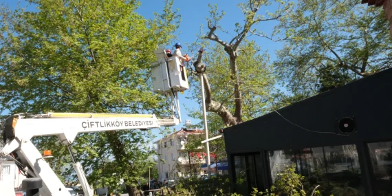 ÇİFTLİKKÖY’DE ANIT AĞAÇLARA ÖZEL BUDAMA