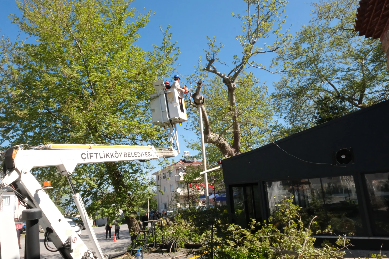 ÇİFTLİKKÖY’DE ANIT AĞAÇLARA ÖZEL BUDAMA