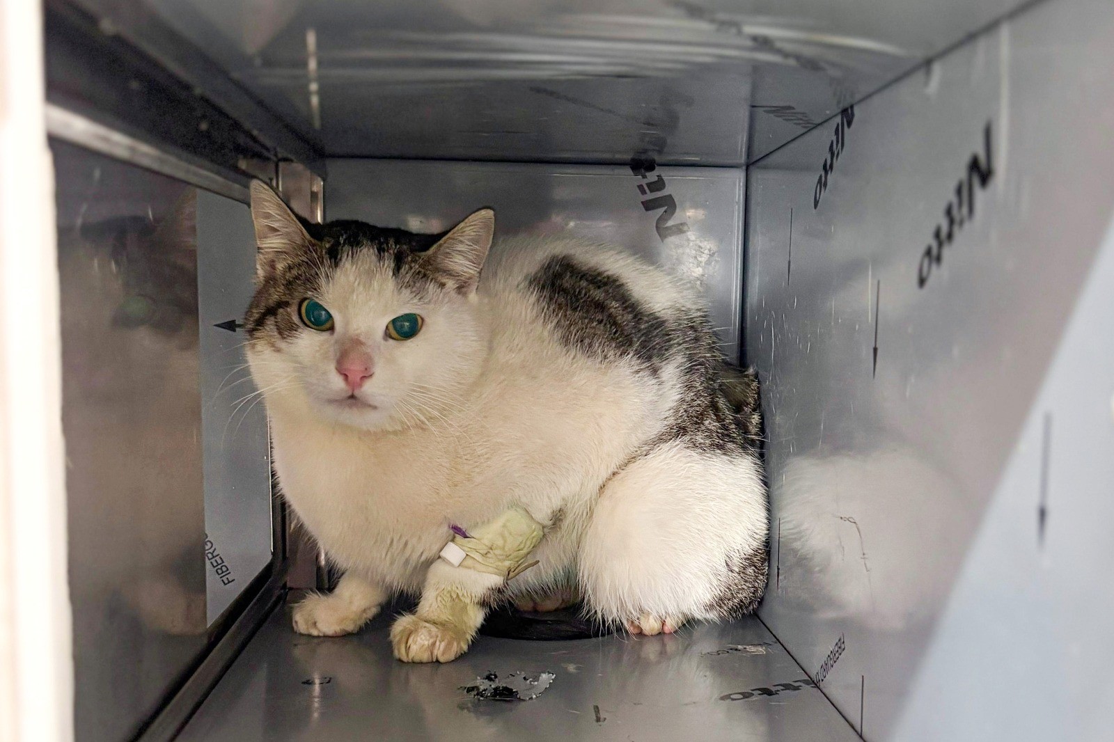 ÇİFTLİKKÖY’ÜN CAN DOSTLARI ‘ŞANSLI’YA SAHİP ÇIKTI 4 ÇİFTLİKKÖY’ÜN CAN DOSTLARI ‘ŞANSLI’YA SAHİP ÇIKTI