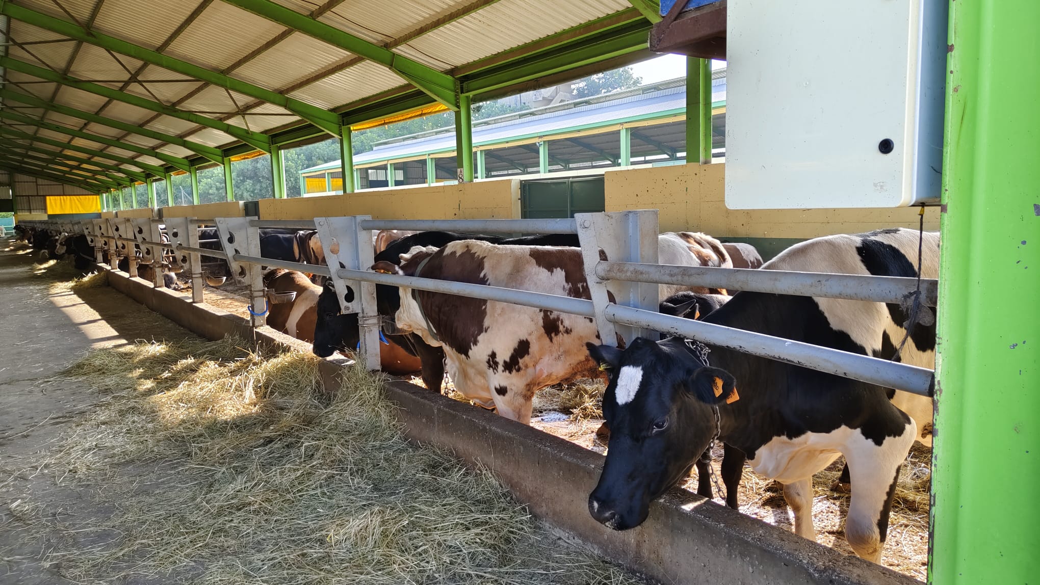 Güleç Kardeşler 2026 Kurbanlık Satışları Devam Ediyor: Modern Tesis, Şeffaf Sistem ve Aile Dostu Hizmet