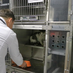 ‘ŞANSLI’ KEDİ, SICAK BİR YUVAYA KAVUŞMAYI BEKLİYOR