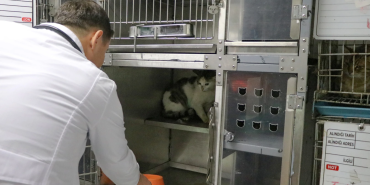 ‘ŞANSLI’ KEDİ, SICAK BİR YUVAYA KAVUŞMAYI BEKLİYOR