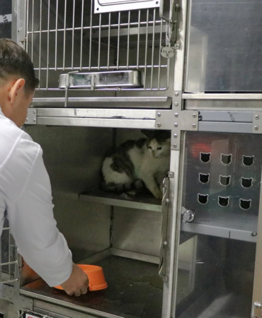 ‘ŞANSLI’ KEDİ, SICAK BİR YUVAYA KAVUŞMAYI BEKLİYOR