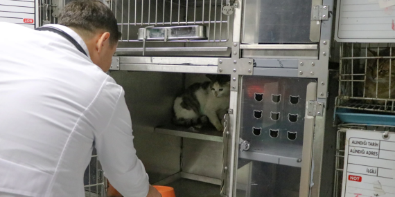 ‘ŞANSLI’ KEDİ, SICAK BİR YUVAYA KAVUŞMAYI BEKLİYOR