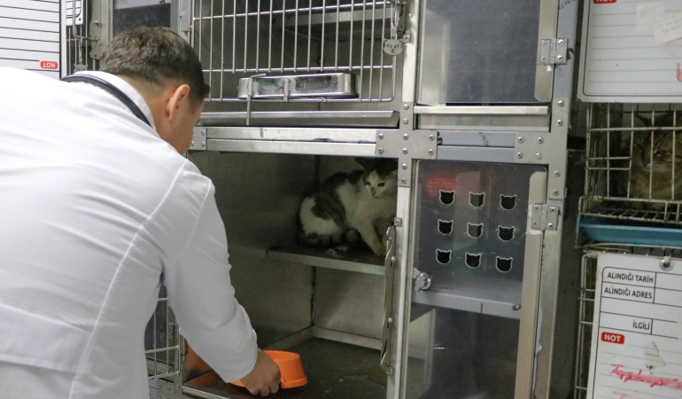 ‘ŞANSLI’ KEDİ, SICAK BİR YUVAYA KAVUŞMAYI BEKLİYOR 1 ‘ŞANSLI’ KEDİ, SICAK BİR YUVAYA KAVUŞMAYI BEKLİYOR