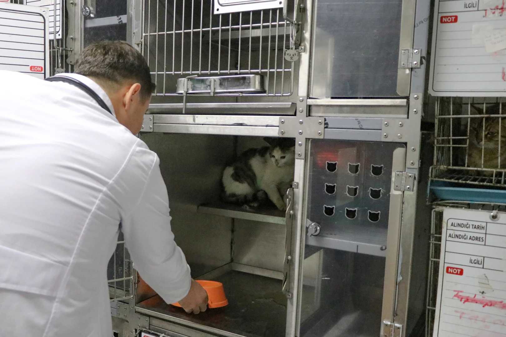 ‘ŞANSLI’ KEDİ, SICAK BİR YUVAYA KAVUŞMAYI BEKLİYOR