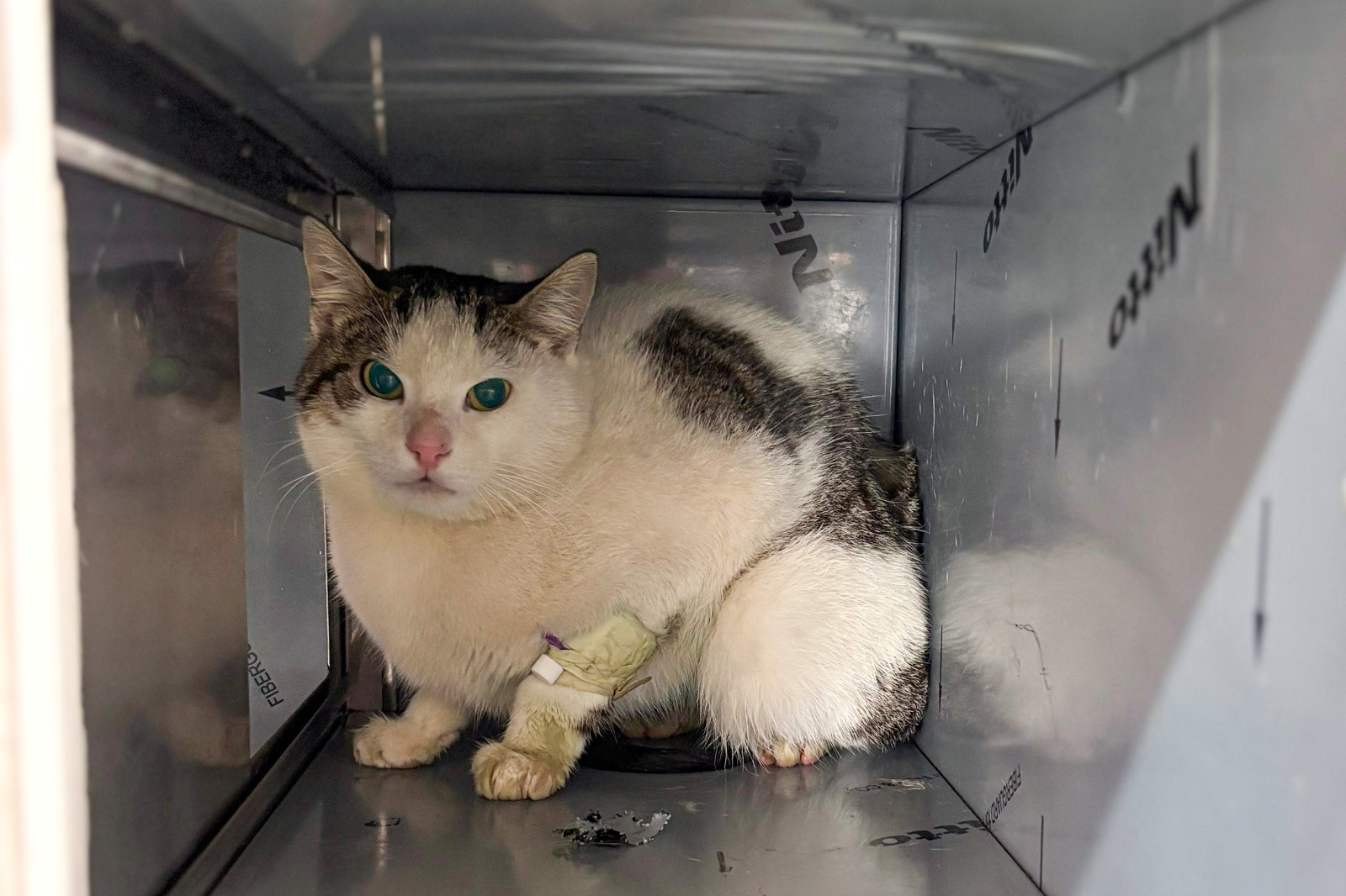 ‘ŞANSLI’ KEDİ, SICAK BİR YUVAYA KAVUŞMAYI BEKLİYOR 1 ‘ŞANSLI’ KEDİ, SICAK BİR YUVAYA KAVUŞMAYI BEKLİYOR