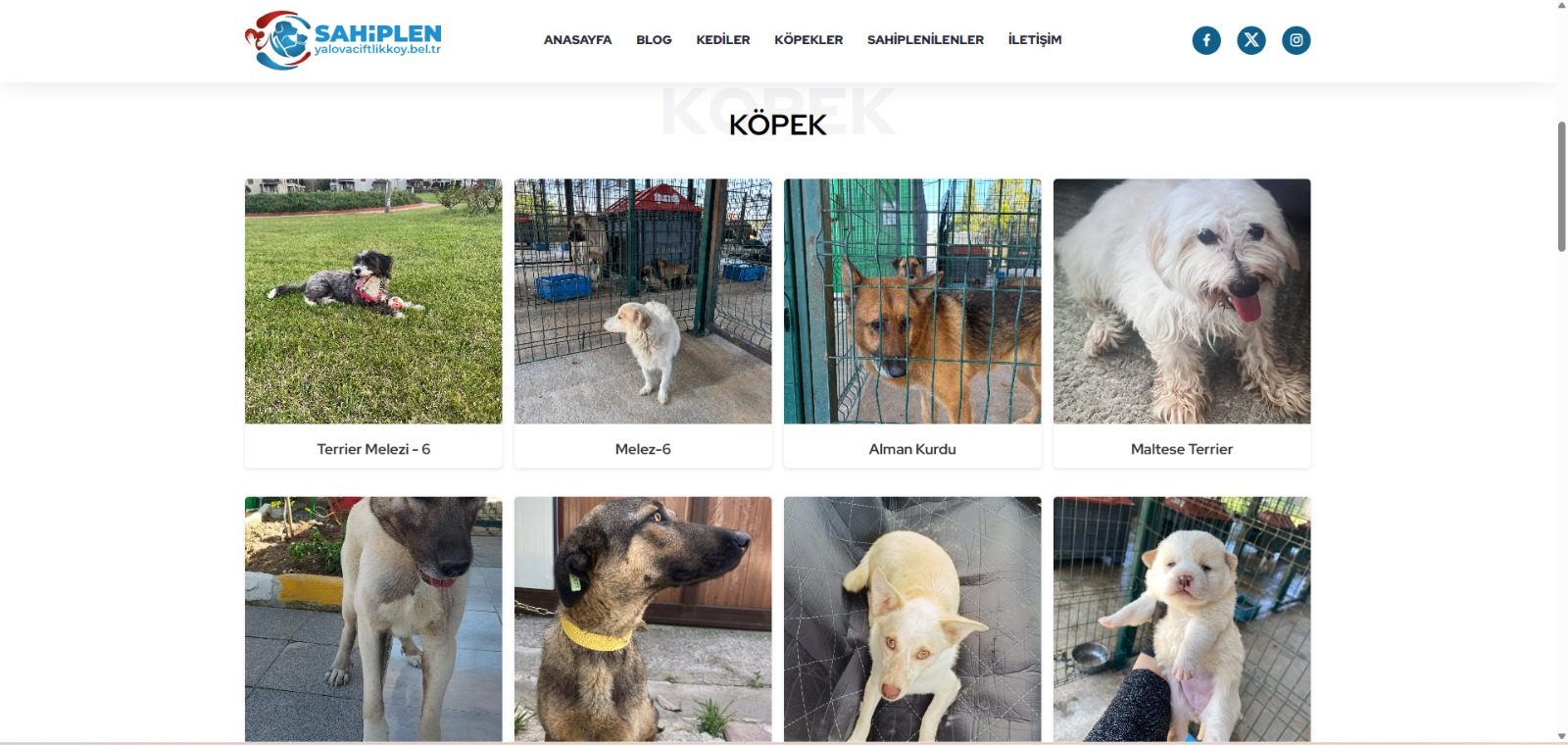 ÇİFTLİKKÖY’ÜN CAN DOSTLARI ‘ŞANSLI’YA SAHİP ÇIKTI 6 ÇİFTLİKKÖY’ÜN CAN DOSTLARI ‘ŞANSLI’YA SAHİP ÇIKTI