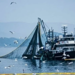 BALIKÇILIKTA AV SEZONU KAPANIYOR: SANAYİ TİPİ GEMİLER İÇİN YASAK BAŞLIYOR 25 BALIKÇILIKTA AV SEZONU KAPANIYOR: SANAYİ TİPİ GEMİLER İÇİN YASAK BAŞLIYOR