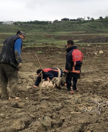 ÇAMURA SAPLANAN KURBANLIK KOÇ İÇİN SEFERBER OLDULAR 8 ÇAMURA SAPLANAN KURBANLIK KOÇ İÇİN SEFERBER OLDULAR