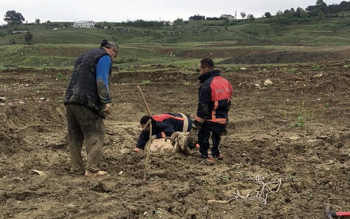 ÇAMURA SAPLANAN KURBANLIK KOÇ İÇİN SEFERBER OLDULAR 5 ÇAMURA SAPLANAN KURBANLIK KOÇ İÇİN SEFERBER OLDULAR