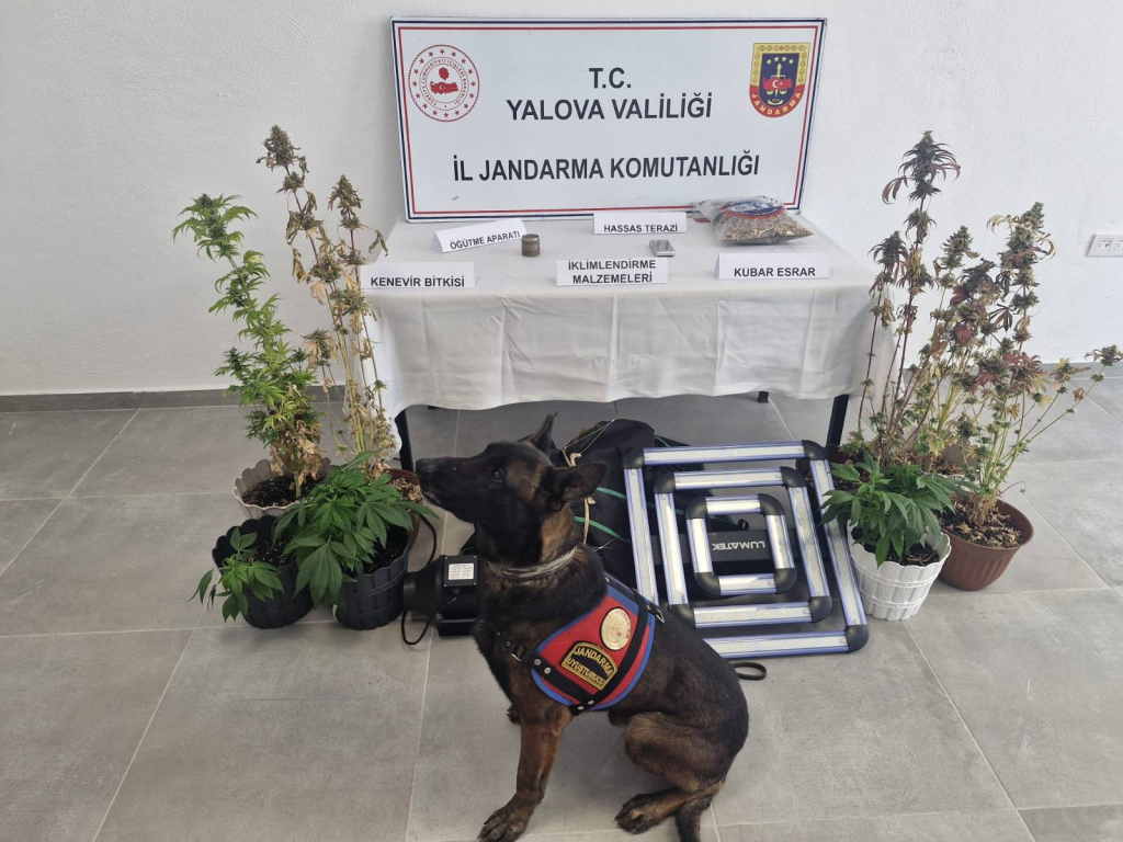 Yalova’da İklimlendirme Sistemiyle Kenevir Yetiştiriciliğine Jandarma Baskını: 14 Kök Kenevir Ele Geçirildi