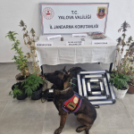 Yalova’da İklimlendirme Sistemiyle Kenevir Yetiştiriciliğine Jandarma Baskını: 14 Kök Kenevir Ele Geçirildi