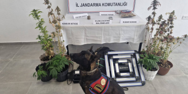 Yalova’da İklimlendirme Sistemiyle Kenevir Yetiştiriciliğine Jandarma Baskını: 14 Kök Kenevir Ele Geçirildi