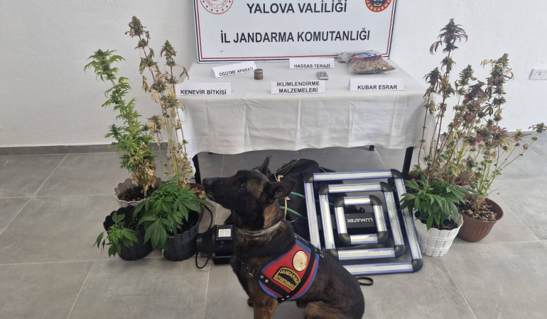 Yalova’da İklimlendirme Sistemiyle Kenevir Yetiştiriciliğine Jandarma Baskını: 14 Kök Kenevir Ele Geçirildi 1 Yalova’da İklimlendirme Sistemiyle Kenevir Yetiştiriciliğine Jandarma Baskını: 14 Kök Kenevir Ele Geçirildi