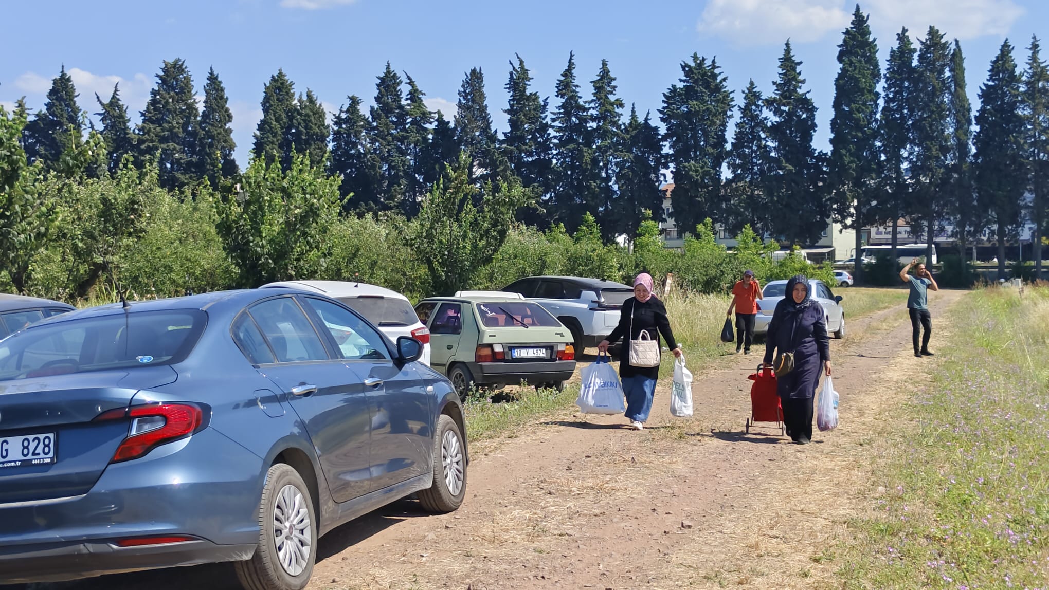 Yalova’da Dalından Vişne Toplama Etkinliği Yoğun İlgi Gördü: Vatandaşlar Hasat Heyecanını Bahçede Yaşadı