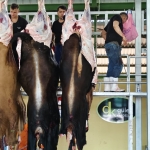 Kurban Bayramı’nda Yalovalıların Tercihi Yine Güleç Kardeşler Oldu: 7 Bin Kişiyi Ağırladılar