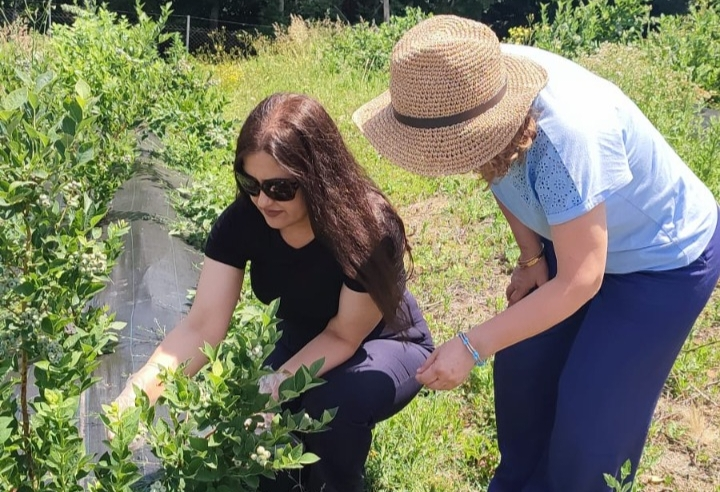 Yalova’da Yaban Mersininde İyi Tarım Uygulamaları Yaygınlaşıyor: 260 Dekarlık Alanda Sertifikasyon Süreci Devam Ediyor 5 Yalova’da Yaban Mersininde İyi Tarım Uygulamaları Yaygınlaşıyor: 260 Dekarlık Alanda Sertifikasyon Süreci Devam Ediyor