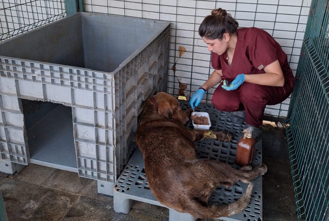 Esenköy’de Kuyuya Düşen Köpek 3 Günlük Yaşam Mücadelesinin Ardından Kurtarıldı 6 Esenköy’de Kuyuya Düşen Köpek 3 Günlük Yaşam Mücadelesinin Ardından Kurtarıldı