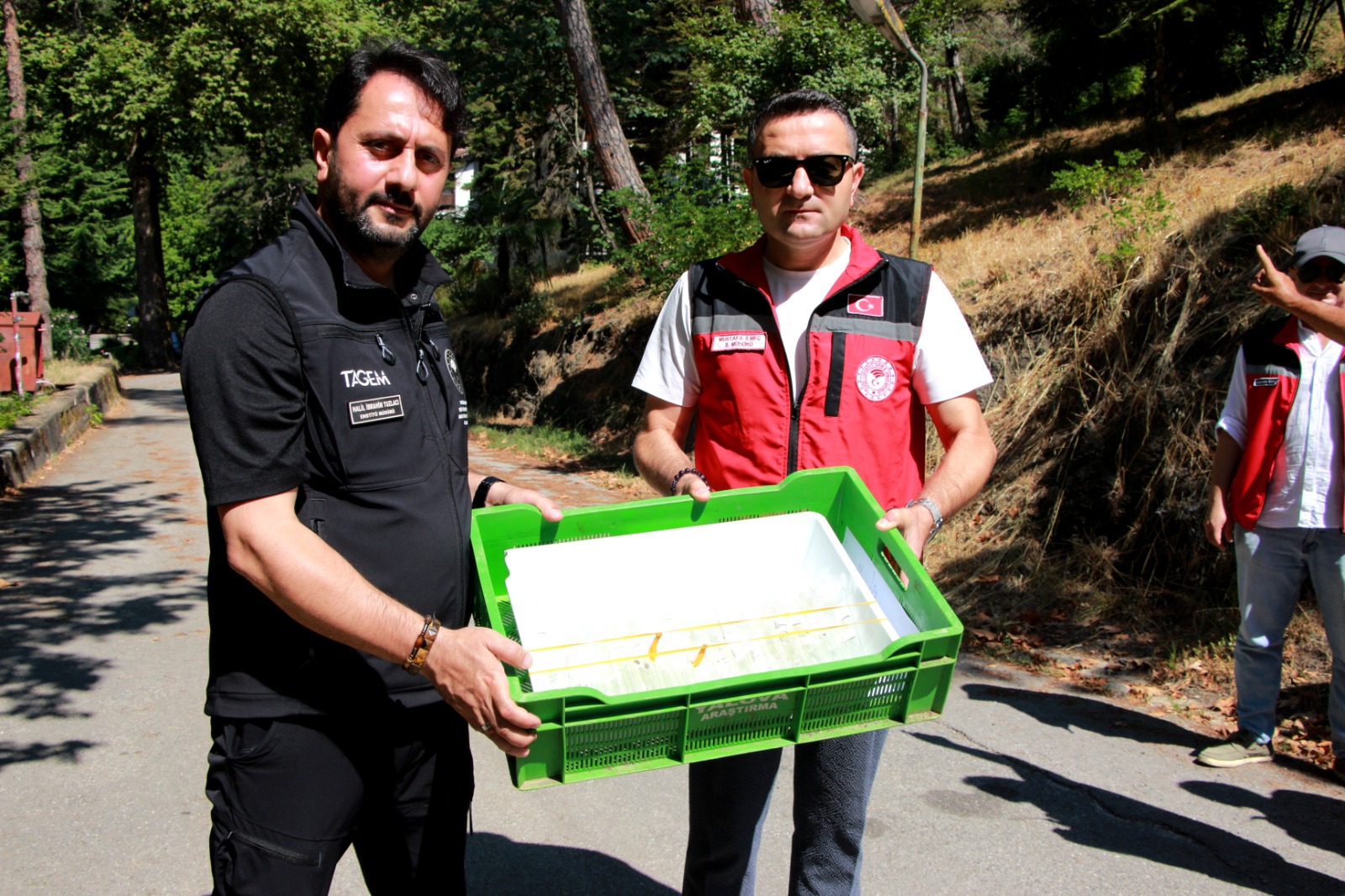 Yalova'da Kahverengi Kokarcaya Karşı Biyolojik Mücadele: 5 Bin Samuray Arısı Doğaya Salındı 4 Yalova'da Kahverengi Kokarcaya Karşı Biyolojik Mücadele: 5 Bin Samuray Arısı Doğaya Salındı