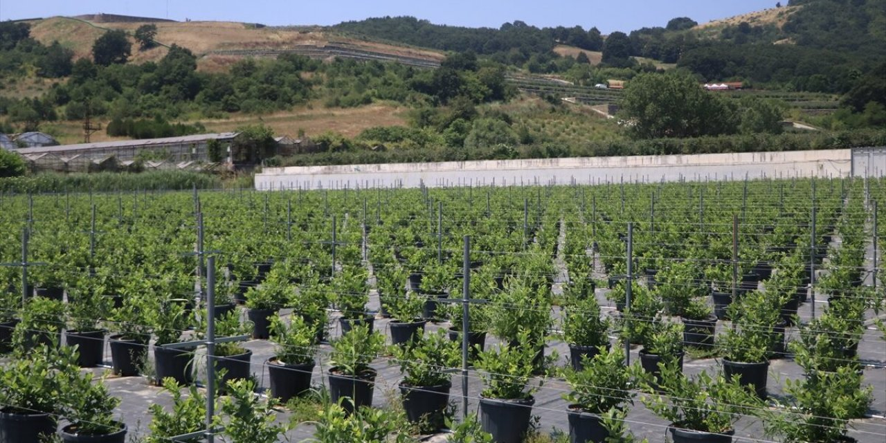 Yalova’dan Türkiye’ye Yaban Mersini Hamlesi: Alova Farm, Üretimin Yüzde 10’unu Karşılamayı Hedefliyor 4 Yalova’dan Türkiye’ye Yaban Mersini Hamlesi: Alova Farm, Üretimin Yüzde 10’unu Karşılamayı Hedefliyor