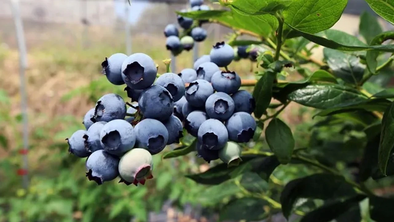 Yalova’dan Türkiye’ye Yaban Mersini Hamlesi: Alova Farm, Üretimin Yüzde 10’unu Karşılamayı Hedefliyor 5 Yalova’dan Türkiye’ye Yaban Mersini Hamlesi: Alova Farm, Üretimin Yüzde 10’unu Karşılamayı Hedefliyor