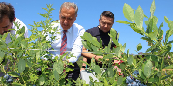 Yalova’da Mavi Yemiş Hasadı ve Tarımsal Üretime Yakın Takip: Vali Usta’dan Altınova’da Çiftçilere Ziyaret 15 Yalova’da Mavi Yemiş Hasadı ve Tarımsal Üretime Yakın Takip: Vali Usta’dan Altınova’da Çiftçilere Ziyaret