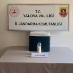 Yalova’da 5 Milyon Dolarlık Akrep Zehri Operasyonu