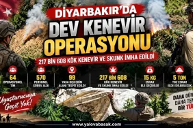 Diyarbakır’da dev kenevir operasyonu: 217 bin 608 kök kenevir ve skunk imha edildi