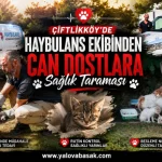 Çiftlikköy’de Haybulans Ekiplerinden Can Dostlara Sağlık Taraması 24 Çiftlikköy’de Haybulans Ekiplerinden Can Dostlara Sağlık Taraması