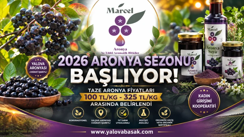 2026 Aronya Sezonu Öncesi Fiyatlar Açıklandı: Yalova Aronyasında Yeni Sezon Heyecanı