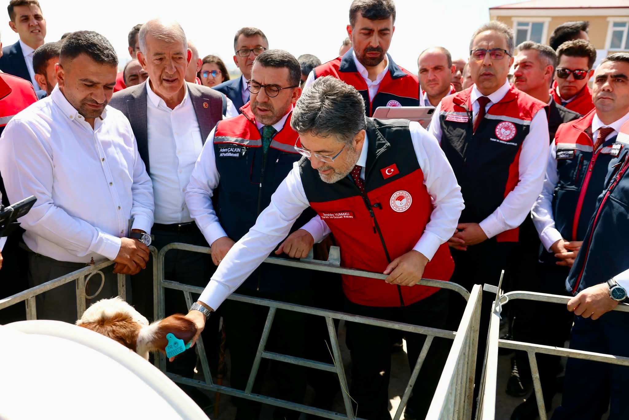 Hayvancılıkta Dijital Küpe Dönemi Başladı: GEKİS İlk Kez Kars’ta Uygulanıyor