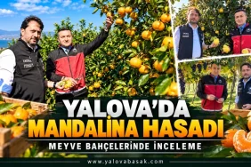 Yalova’da Mandalina Hasadı Yapıldı: Tarımsal Üretim Çalışmaları İncelendi 4 Yalova’da Mandalina Hasadı Yapıldı: Tarımsal Üretim Çalışmaları İncelendi