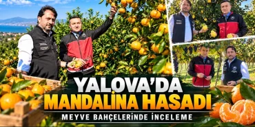 Yalova’da Mandalina Hasadı Yapıldı: Tarımsal Üretim Çalışmaları İncelendi 10 Yalova’da Mandalina Hasadı Yapıldı: Tarımsal Üretim Çalışmaları İncelendi