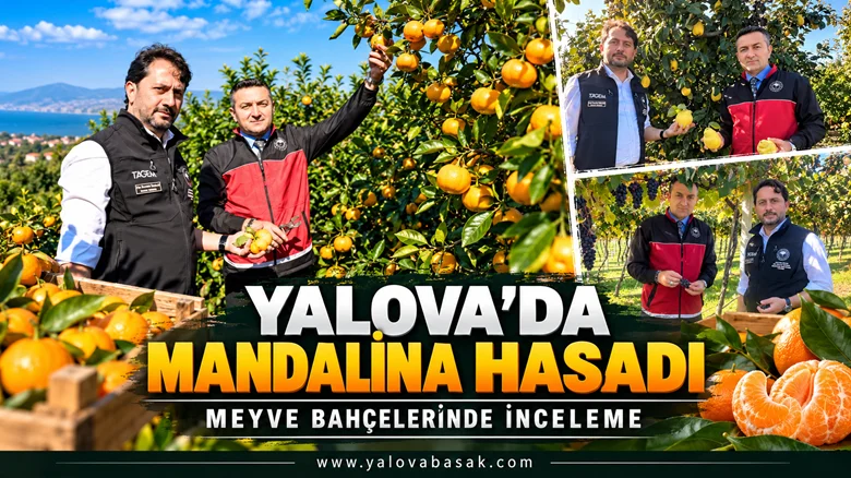 Yalova’da Mandalina Hasadı Yapıldı: Tarımsal Üretim Çalışmaları İncelendi